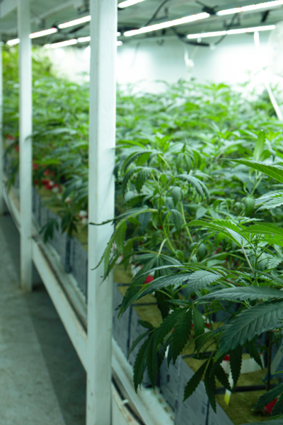 cannabis plants under grow lights in a cannabis farm, one of the primary cannabis industry locations requiring security